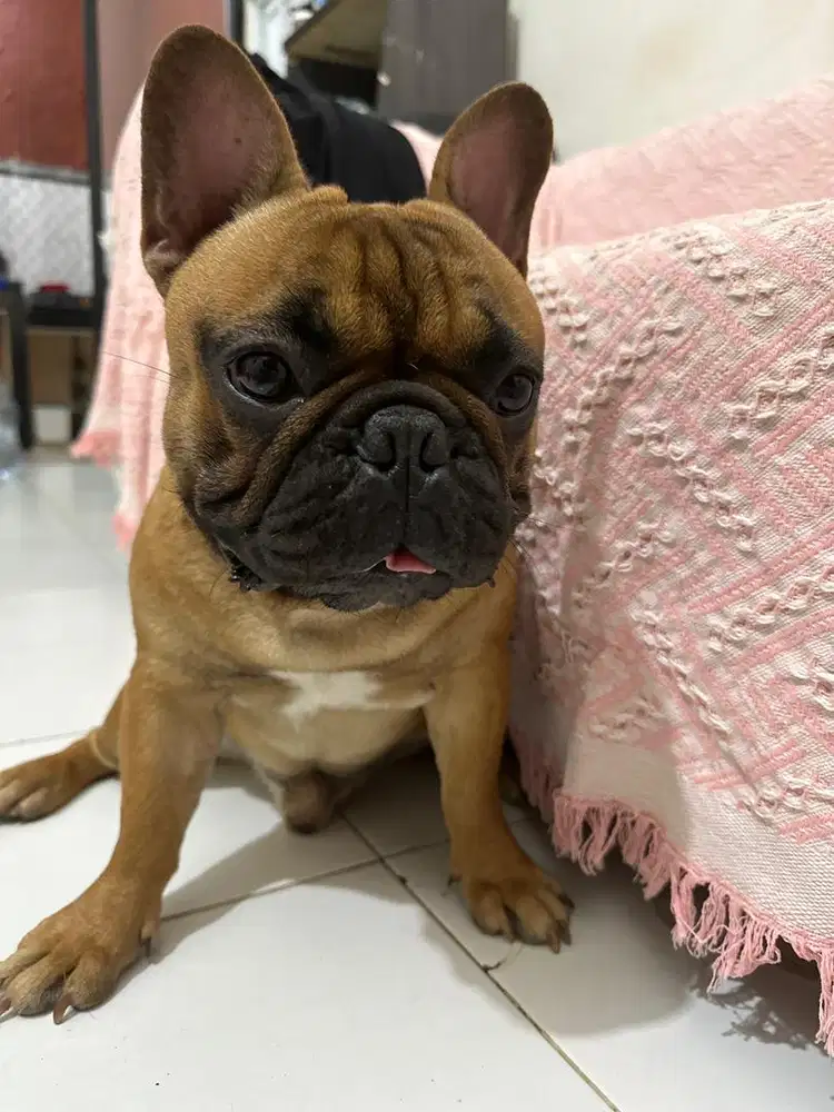 French bulldog jantan