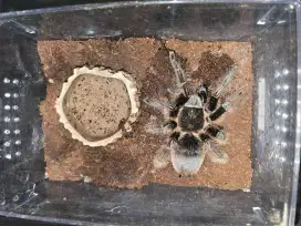 Tliltocatl Albopilosus