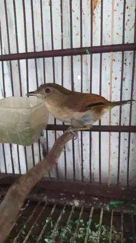 Burung flamboyan