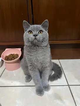 KUCING BRITISH SHORTHAIR KITTEN JANTAN