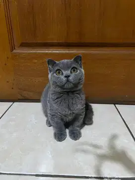 KUCING BRITISH SHORTHAIR MUNCHKIN BSH MUNCHKIN BETINA
