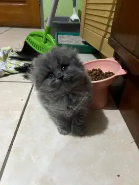 KUCING SCOTTISH FOLD / SF LONG HAIR JANTAN