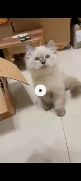 Anakan kucing persia usia 3 bulan lucu
