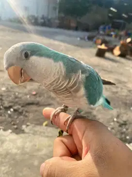 Monk blue parakeet / quaker parrot jinak total