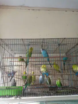 Burung parkit dewasa