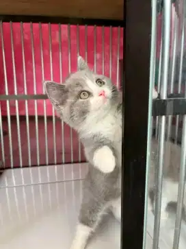 British Shorthair