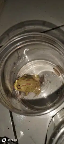 Pacman albino size medium