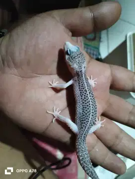 Gecko Juvenile pied