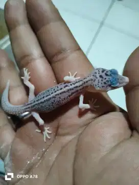 Gecko baby pied