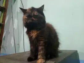 Kucing betina Persia 7 Bulan atau lebih