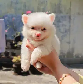 Anjing minipom pomeranian