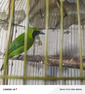Murai hijau bahan rawatan