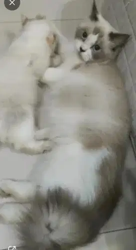 Kucing Persia ragdoll simetris