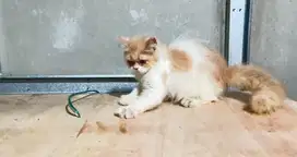 Kucing Persia Kitten