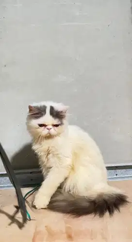 Kucing Persia Peaknose Kitten