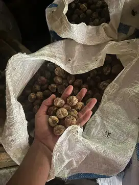 Kemiri gelondongan