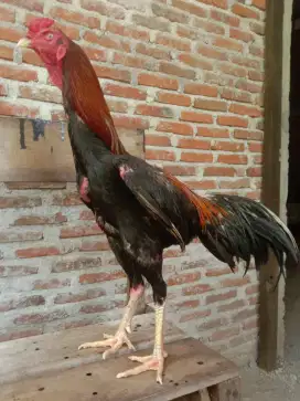 Ayam bangkok jantan