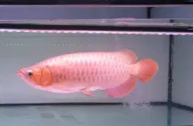 Arwana sr uk 48 cm .