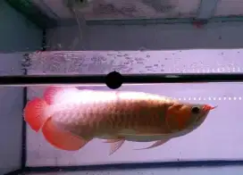 Arwana sr uk 45 cm .