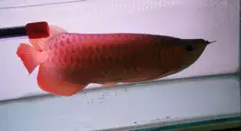 Arwana sr uk 50 cm