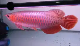 Arwana sr uk 37 cm