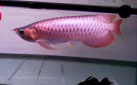 Arwana sr uk 36 cm .