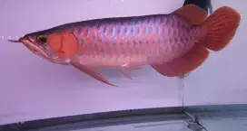 Arwana sr . Uk 36 cm
