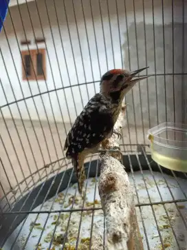 Anak Burung Pelatuk Ulam Mandiri