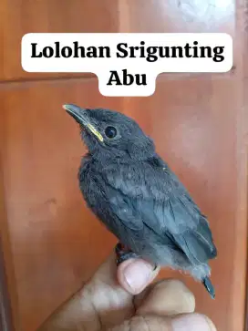 Anakan Burung Srigunting Abu Abu