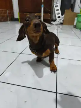 Anjing Tekel / Dachshund