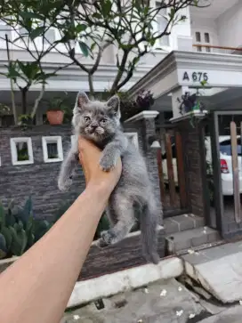 Bsh mix flatnose