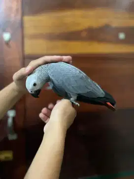 Burung African Grey