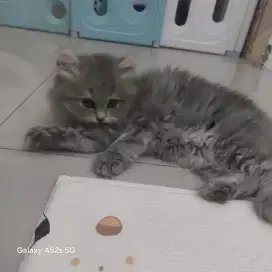 Kucing persia flat nose usia jalan 5 bulan