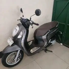Scoopy keyless brown mattle 2023 gbm