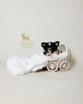 Anjing Chihuahua Longhair UNIK Motif Panda