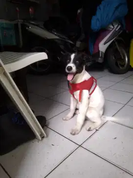 Border collie jntan 2bn kosongan DOB/lahir tgl 29 mei 2025 jaktim