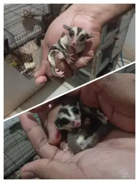 Sugar glider sepasang