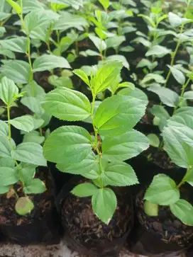 Jual Tanaman Bidara Arab