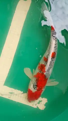 Ikan koi jenis Goshiki 40cm warna strong