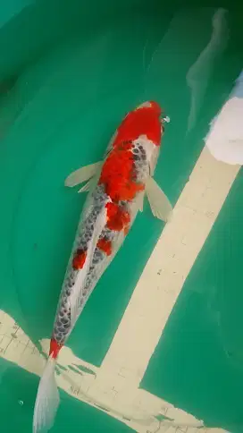 Ikan koi jenis Goshiki 40cm warna merah