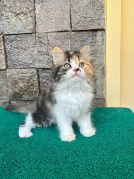 Kucing persia flatnose