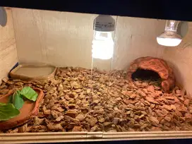 perlengkapan sulcata fullset tinggal pake