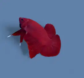 Ikan cupang giant super red