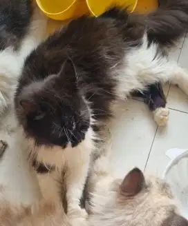 Kucing Persia Long Hair