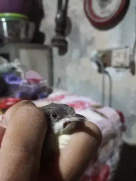prenjak putih ciblek cemotan