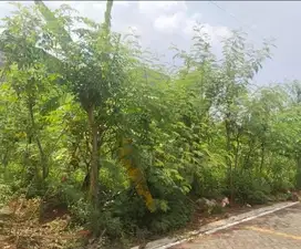 Tanah Tembalang Bulusan Undip