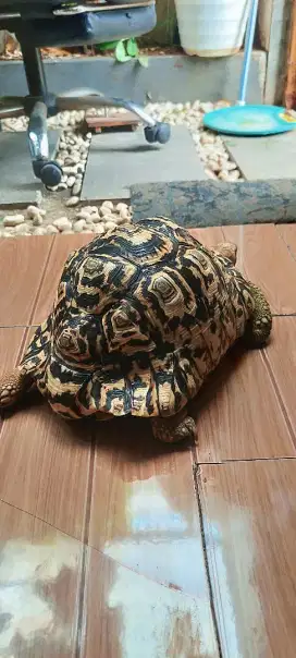 Kura kura pardalis 30cm