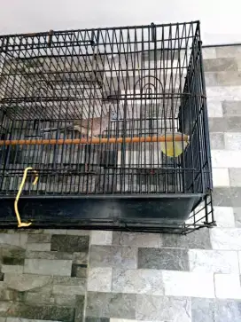 Burung perkutut lokal alam