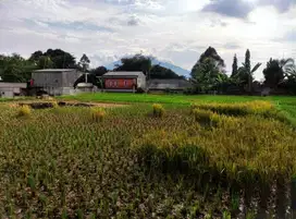 Tanah dijual murah lokasi sejuk di caringin pancawati kabupaten bogor