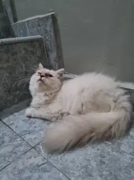 Kucing persia himalaya